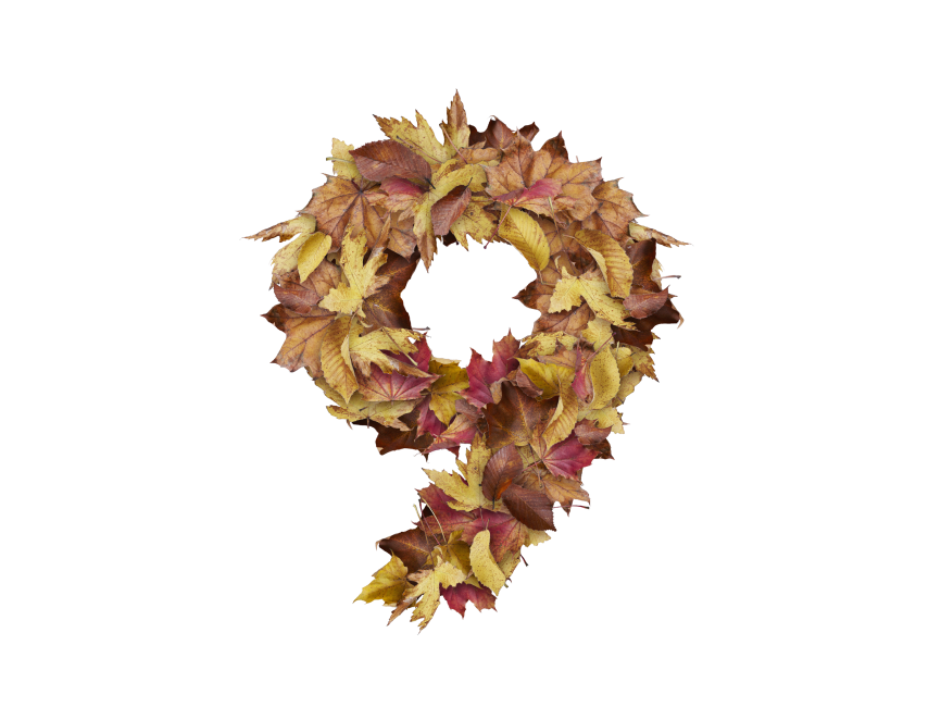 9 Number with Dry Leaves