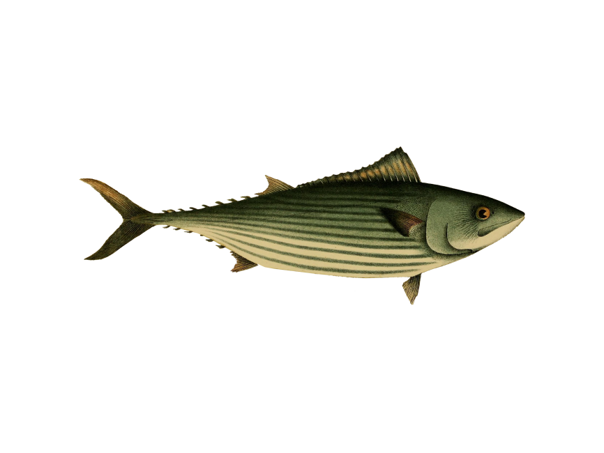 Australian Bonito Fish