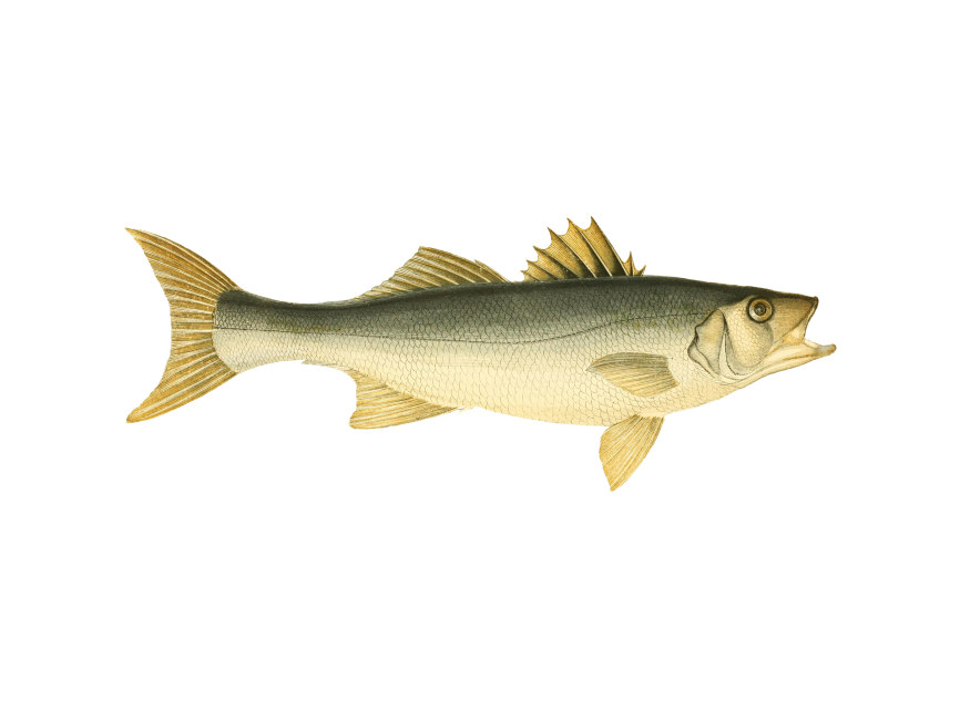 Bass Fish