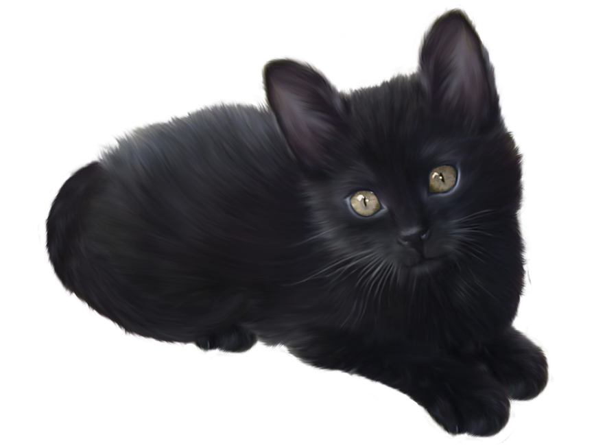 Black Kitten Cat