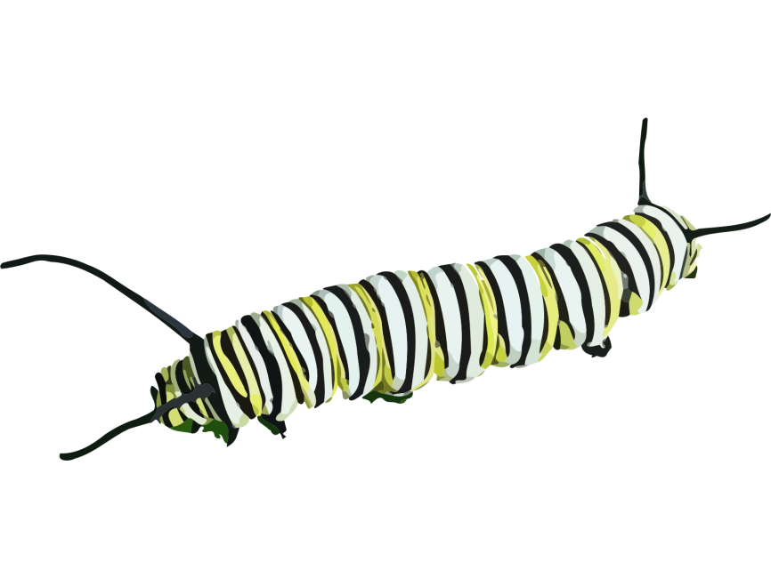 Caterpillar