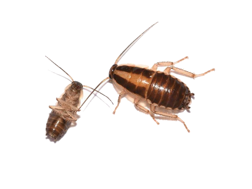 Жук похожий на таракана. Чёрный Жук похожий на таракана с крыльями. German Cockroach. Жук гладкий и коричневый похожий на таракана.