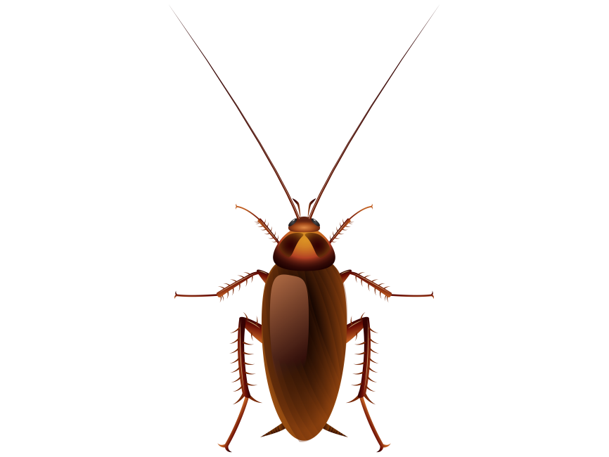 Cockroach PNG Transparent Image - Freepngdesign.com