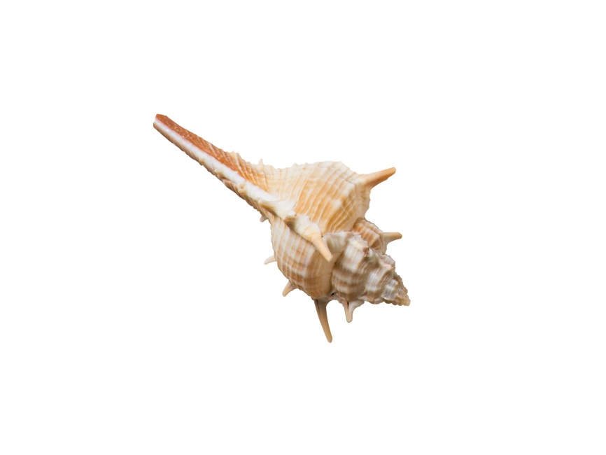 Decorative Seashell