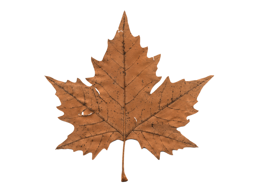 Faded Maple Leaf