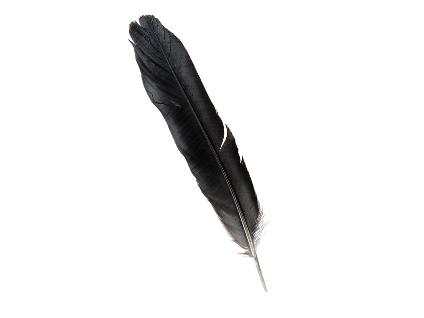 Feather Transparent PNG Image - Freepngdesign.com