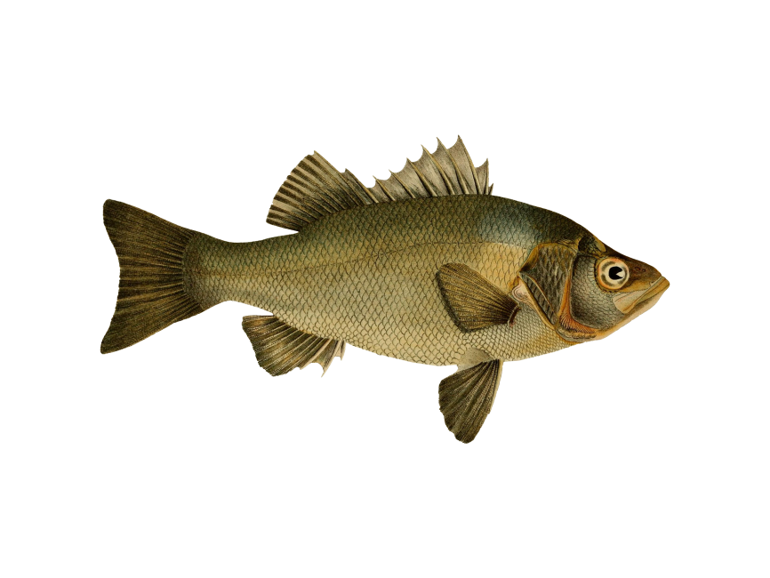 Fish Estuary Perch