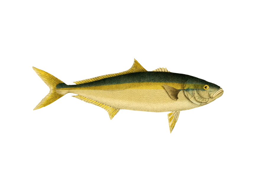 Fish Yellowtail Amberback PNG Transparent Image - Freepngdesign.com