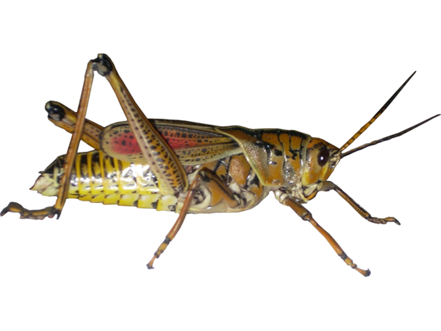 Grasshopper Png Transparent Image Freepngdesign Com