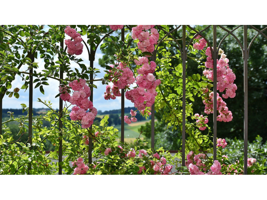 Iron Fences and Flowers