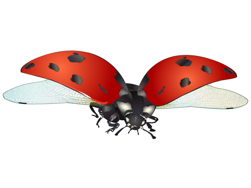 Ladybug PNG Transparent Image - Freepngdesign.com