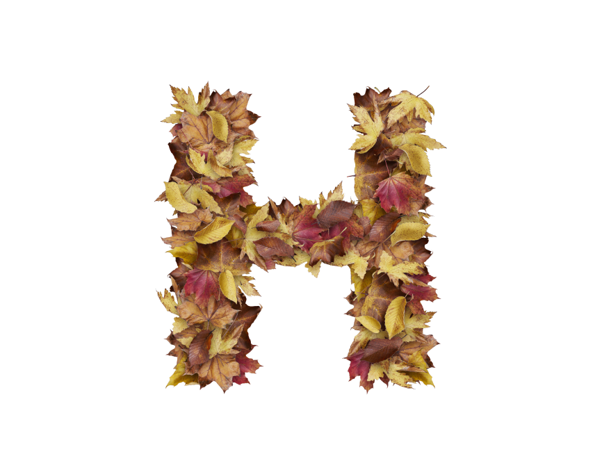 Letter H from Dry Leaves