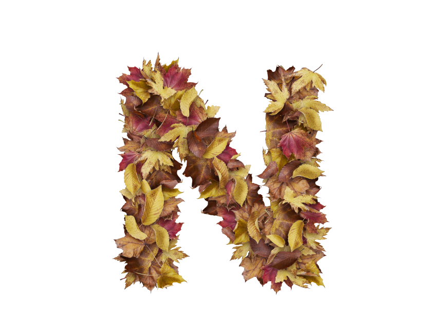 Letter N from Dry Leaves