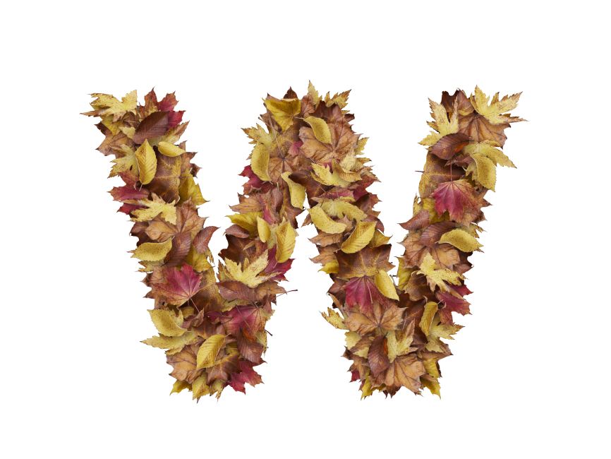 Letter W from Dry Leaves