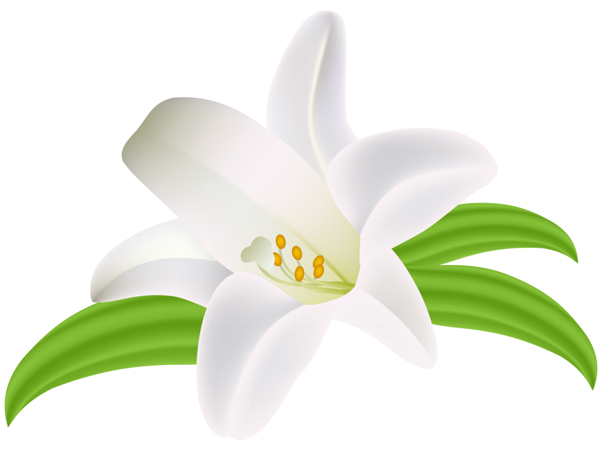 Lilium Flower