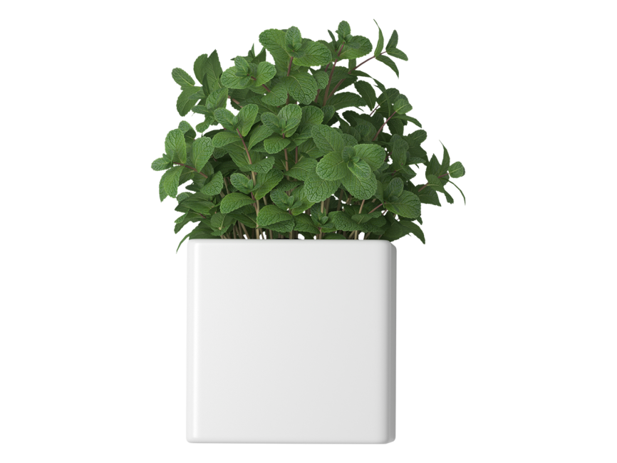 Mint in flowerpot