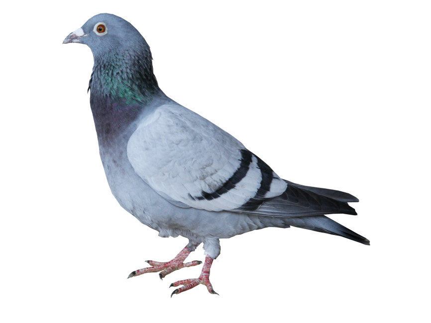 Pigeon PNG Transparent Image - Freepngdesign.com