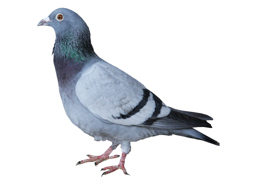 Pigeon