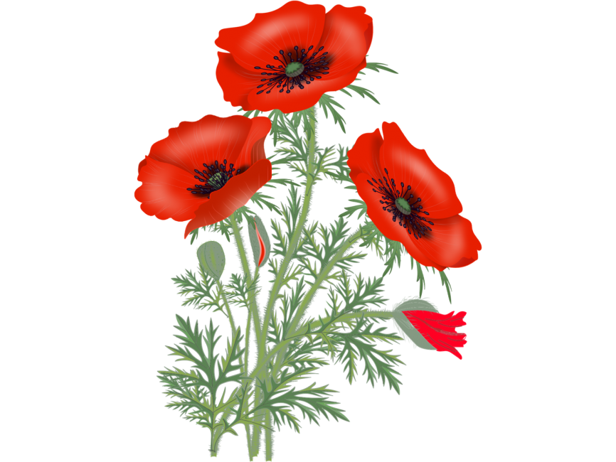 Flower Red Poppy Transparent Png Image Clipart Free Download Png ...