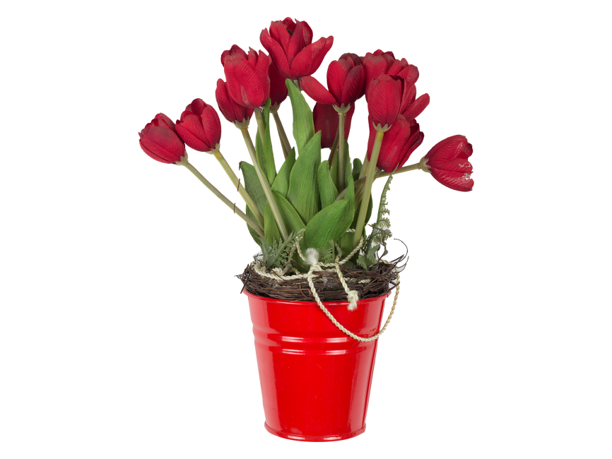 Red Tulips in Bucket