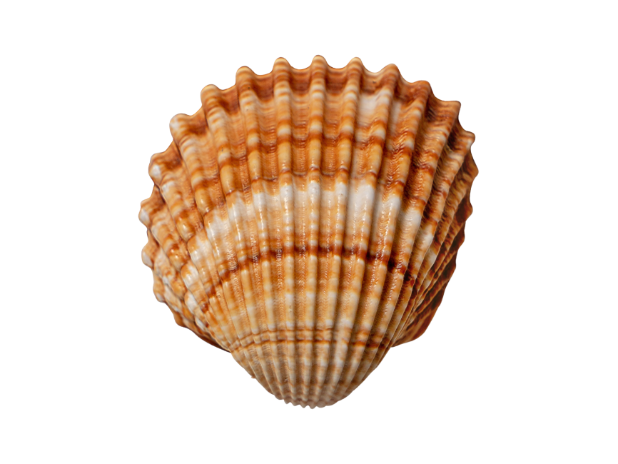 Scallop shell isolated on transparent background. PNG file, cut out. AI  Generated 32325163 PNG