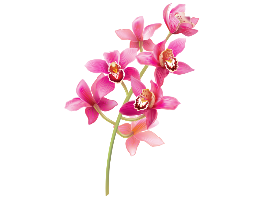 Stem Pink Orchids