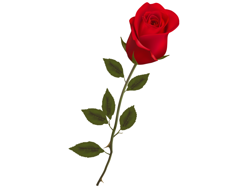 Stem Red Rose