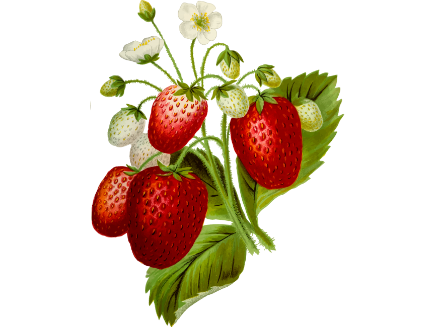 Strawberry Illustration