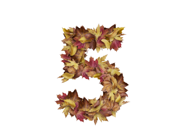 5 Number with Dry Leaves