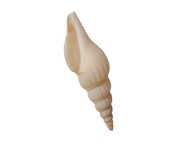 Auger Shell