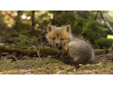 Baby Fox