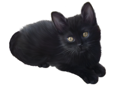 Black Kitten Cat