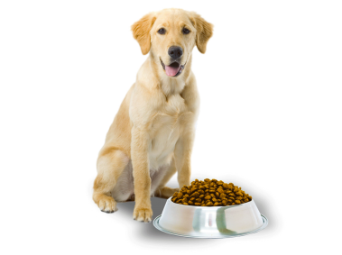 Dog and Food