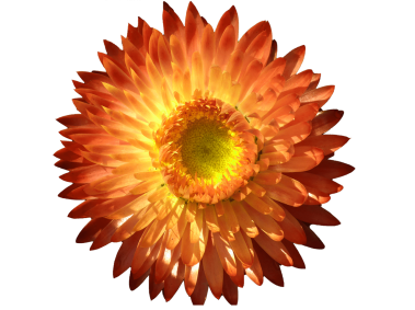 Flower Italicum