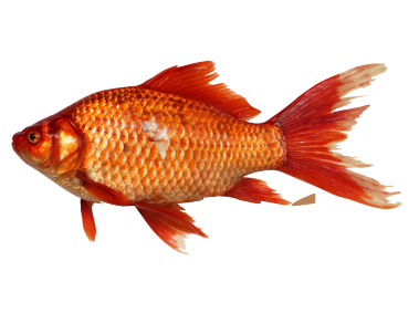 Gold Fish