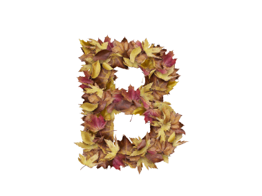 Letter B from Dry Leaves