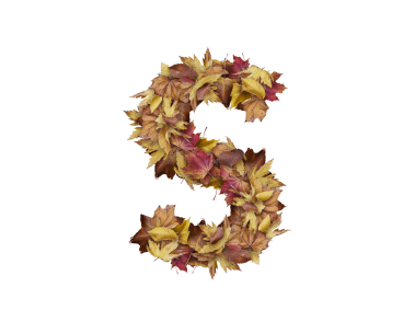 Letter S from Dry Leaves