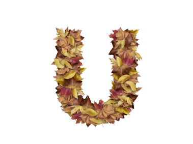 Letter U from Dry Leaves