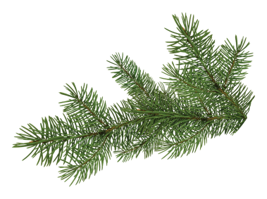 Pine Tree Branch