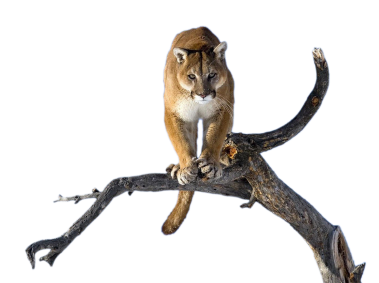 Puma on a Tree