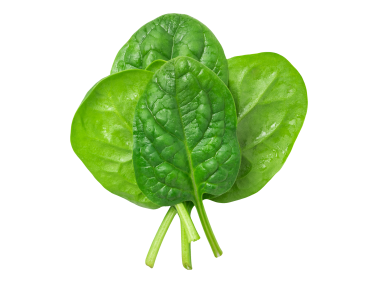 Spinach Leaves