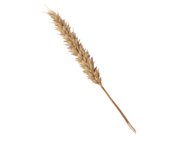 Wheat Head