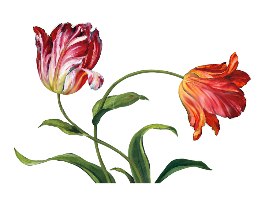 Tulips Transparent PNG Image - Freepngdesign.com
