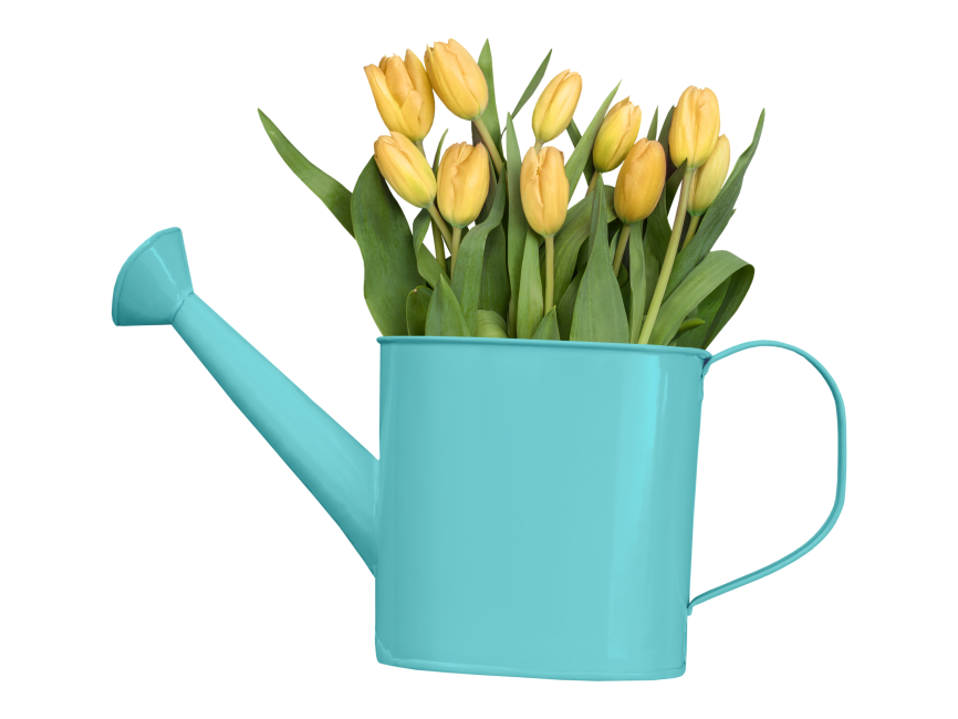 Watering Bucket and Tulips